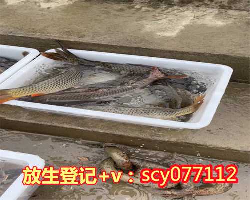滁州放生鸟的功德,滁州中华黄鳝放生在哪里比较好呢,滁州放生桥
