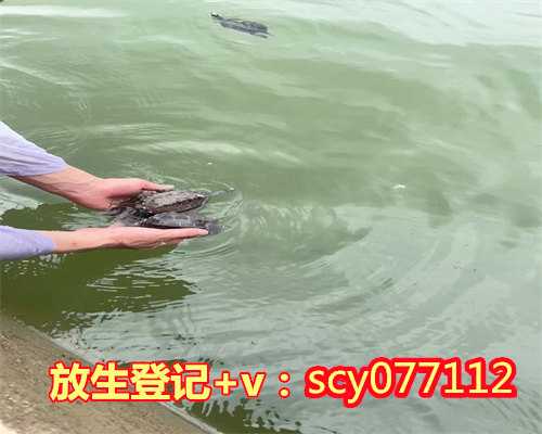 北京哪有放生龟的地方，北京一公园违规放生多巴西龟疯狂围剿观赏鱼