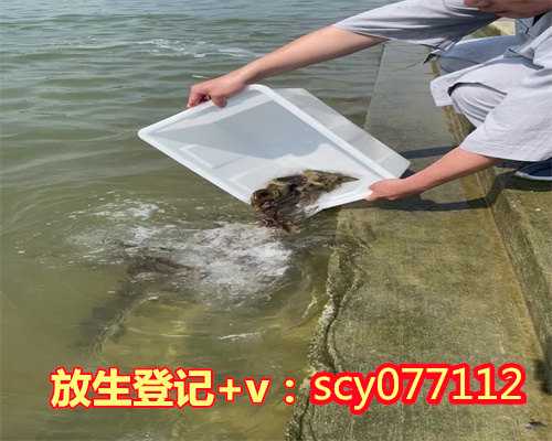 怎么参与放生台州,台州哪里放生草龟最好【台州放生鱼的视频】
